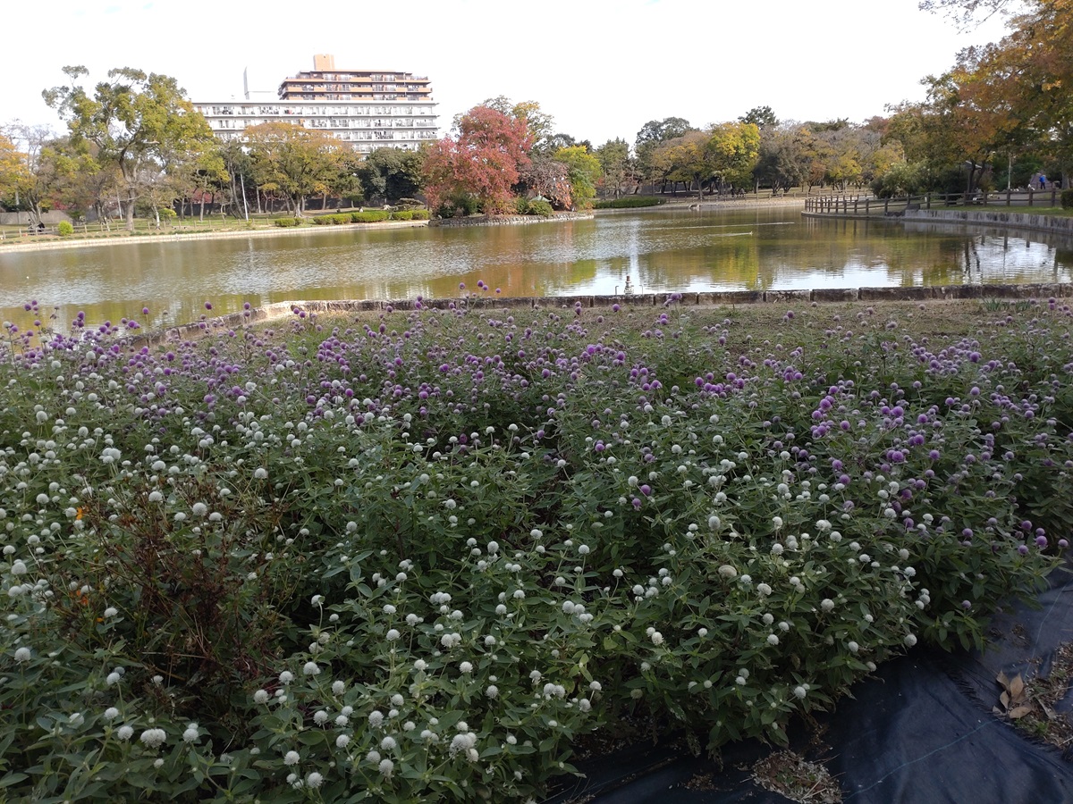 千日紅と大池の様子